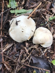 Boletus semigastroideus