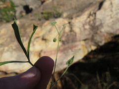 Centella villosa