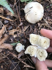 Boletus semigastroideus