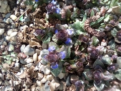 Ajuga reptans