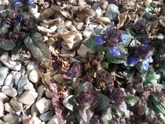 Ajuga reptans