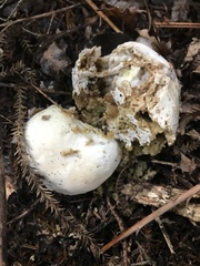 Boletus semigastroideus