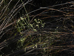 Lachnaea elsieae
