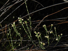 Lachnaea elsieae