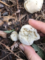 Boletus semigastroideus