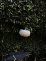 Boletus semigastroideus