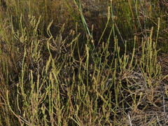 Myrovernix glandulosus