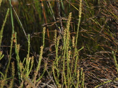 Myrovernix glandulosus