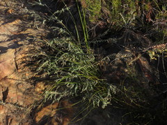 Macrostylis barbigera