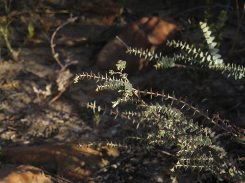 Image of Macrostylis barbigera by (c) Jeremy Gilmore, some rights reserved (CC BY)