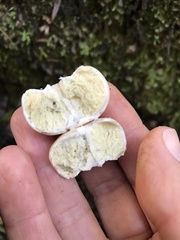 Boletus semigastroideus