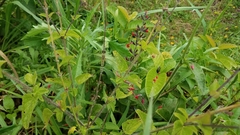 Diplacodes lefebvrii