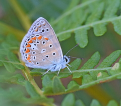Polyommatus thersites