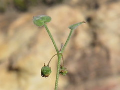 Centella villosa