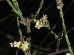 Lachnaea elsieae