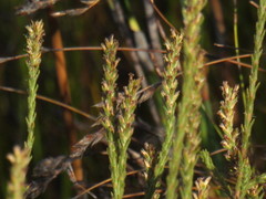 Myrovernix glandulosus
