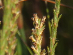 Myrovernix glandulosus