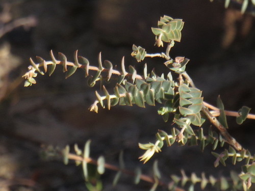 Image of Macrostylis barbigera by (c) Jeremy Gilmore, some rights reserved (CC BY)