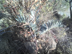 Encephalartos lehmannii