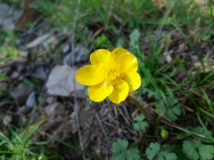 Ranunculus ollissiponensis