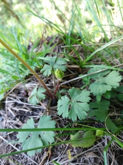 Ranunculus ollissiponensis