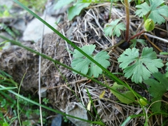 Ranunculus ollissiponensis