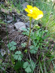 Ranunculus ollissiponensis
