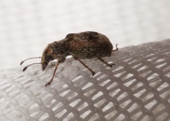 Cacephatus sericeus