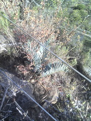 Encephalartos lehmannii