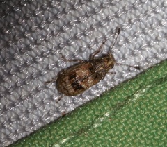 Cacephatus sericeus