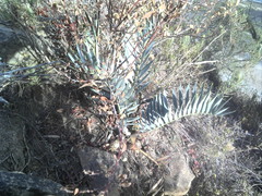 Encephalartos lehmannii