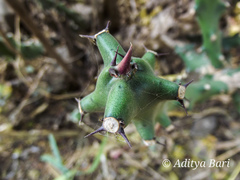 Euphorbia neriifolia