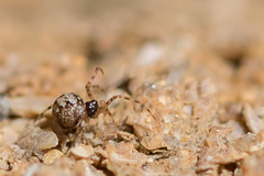 Theridion hannoniae
