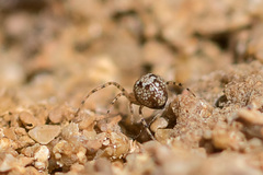 Theridion hannoniae