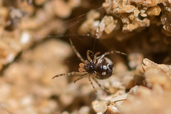 Theridion hannoniae