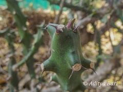 Euphorbia neriifolia