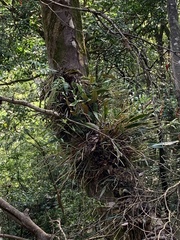 Dendrobium chryseum