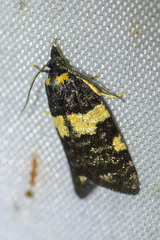 Dichelia cosmopis