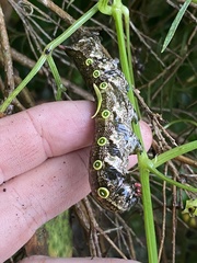 Theretra indistincta