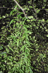 Parsonsia capsularis