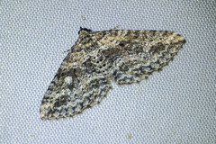 Aponotoreas