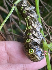 Theretra indistincta