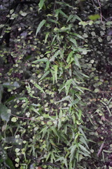 Parsonsia capsularis