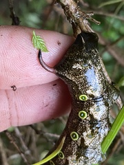 Theretra indistincta