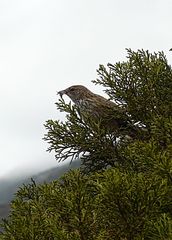 Poodytes punctatus punctatus