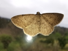 Rhoptria dolosaria