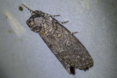Discophlebia celaena