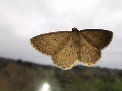 Rhoptria dolosaria