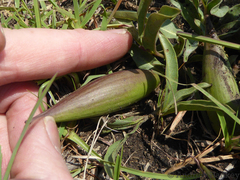 Raphionacme velutina