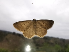 Rhoptria dolosaria
